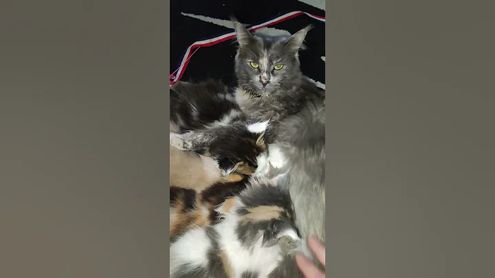 Video 3881091: feeding maine coon kitten