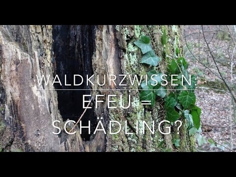Video: Schädigt Efeu Bäume beim Klettern?