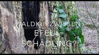 Was macht Efeu mit Bäumen?