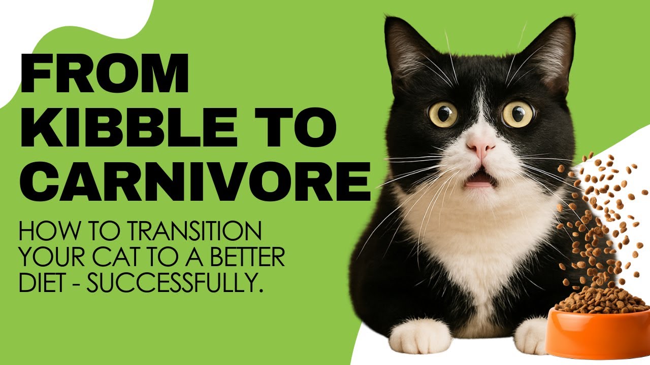 How To Get Your Cat On A Better Diet Successfully | Two Crazy Cat Ladies