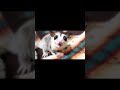 おめめくりくりモモンガのスローモーション#shorts