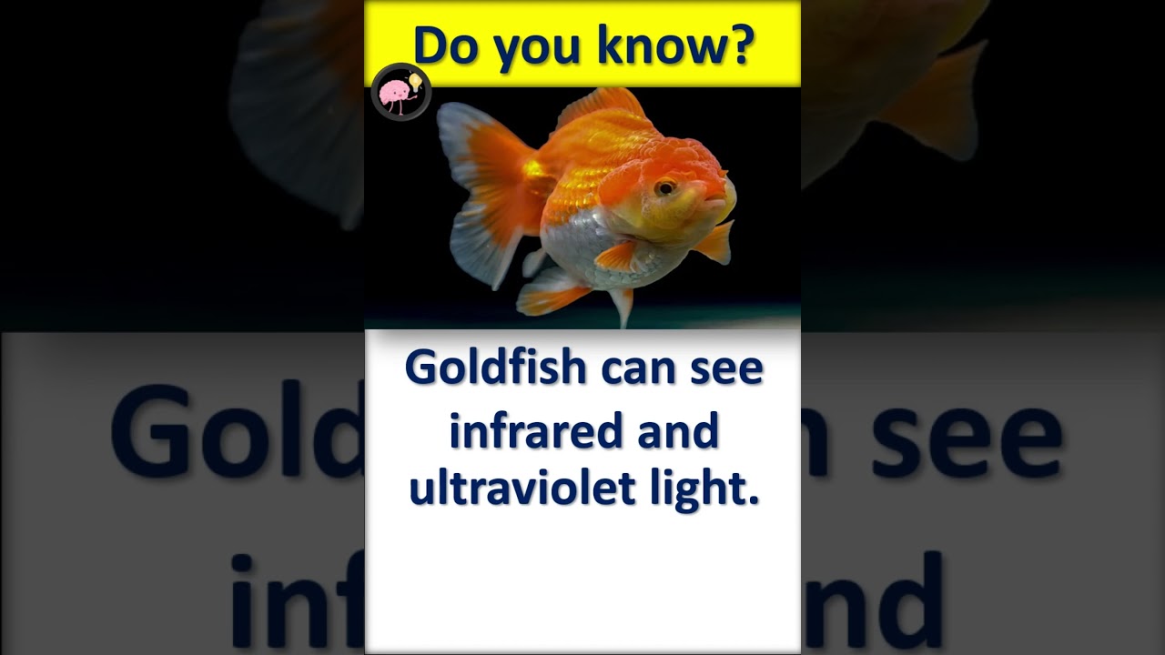 interesting animal facts| Animal| Birdsfacts| 