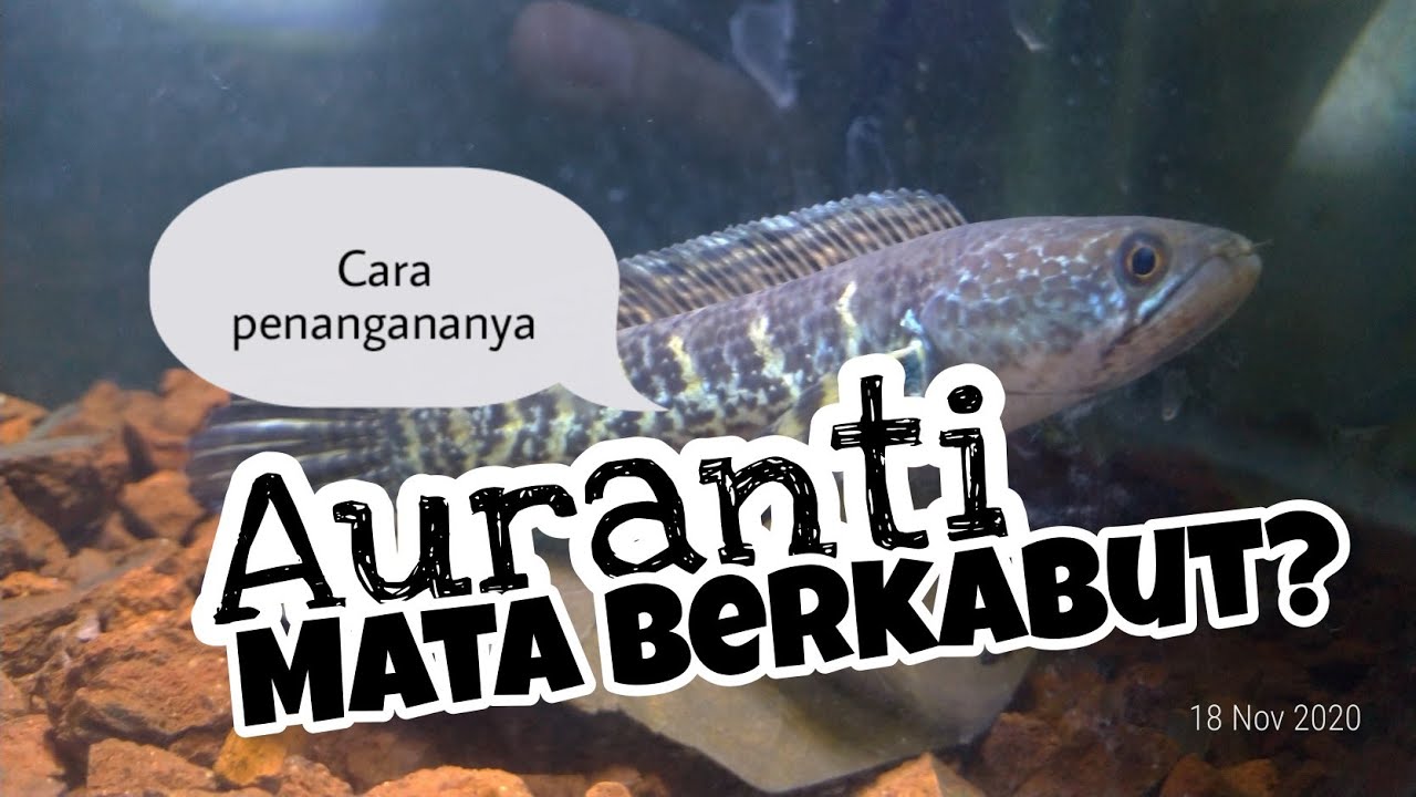 Cara Penanganan Channa Aurantimaculata Mata berkabut #azizsharing 