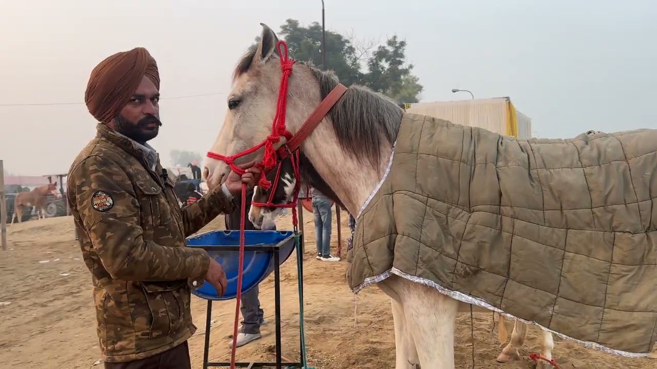ਮੁਕਤਸਰ ਸਾਹਿਬ ਮੰਡੀ ਤੇ 5 ਘੋੜੀਆਂ ਵਿਕਾਊ ਰੇਟ ਸਮੇਤ ਵੀਡੀਓ 