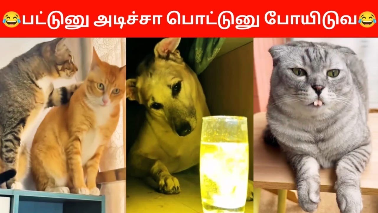 😂🐕🐈பாத்தியா!என்ன டா மினு மினு nu சூப்பர் ah இருக்கு😂🐕🐈
