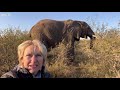 A Day for Fishan! Watch Bull Elephant, Fishan’s Pressure Wound Being Cleaned