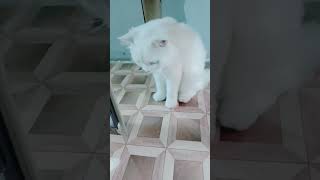 😹 Cute Cat Moments Compilation #cat #catshorts #cutecat #funnycat #catlover #viralshorts #ytshorts