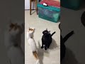 Funny animals fails collection #139