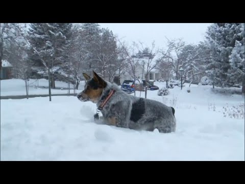 Video: Veterinarski nasveti za ohranjanje hišnih ljubljenčkov v pod-ničelnem vremenu in snežnih nevihtah