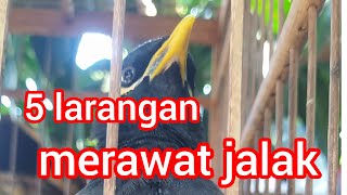 Download Lagu 5 larangan merawat jalak MP3