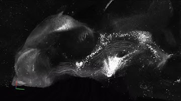 Dopaminergic neurons in mouse brain