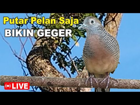 volume pelan saja bikin geger - LIVE Perkutut Lokal gacor alam liar