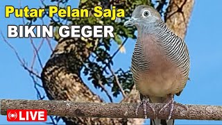 volume pelan saja bikin geger - LIVE Perkutut Lokal gacor alam liar