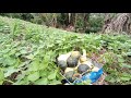 cobertura Rica de solo agricultura e aqui quinze dias de só e a plantação aqui no sítio está verde