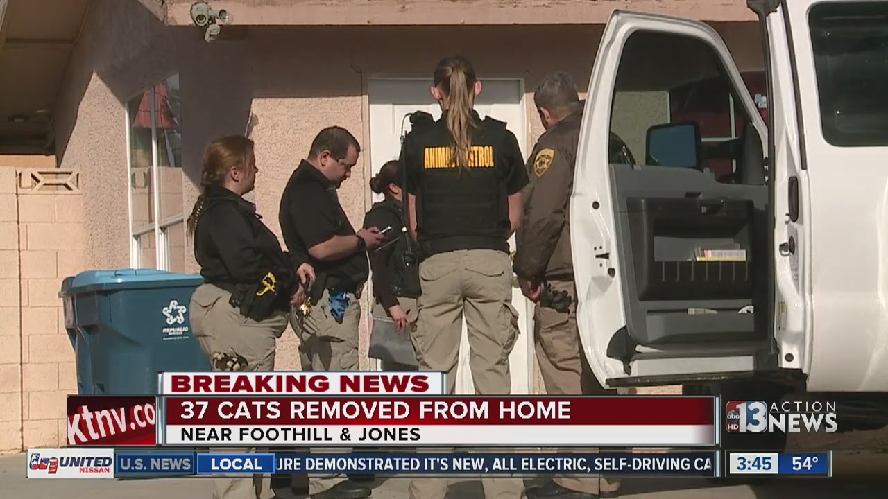 37 cats removed from home