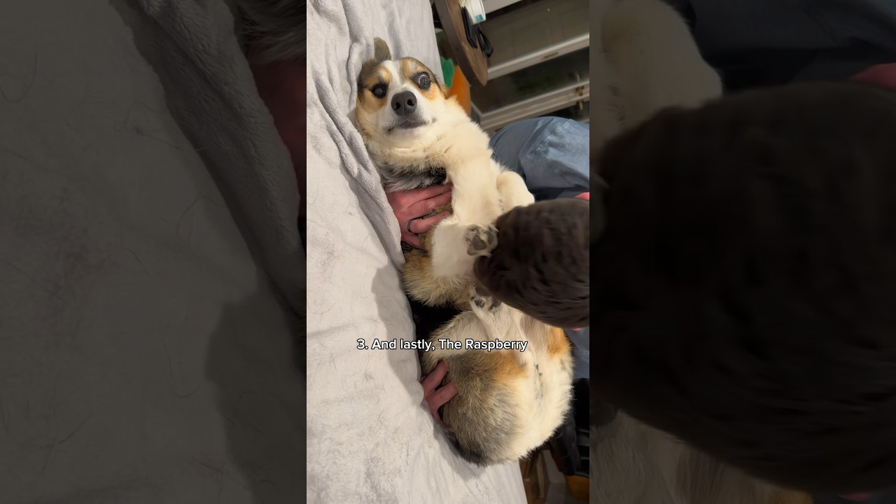 Top 5 Clips of Graffiti the Corgi