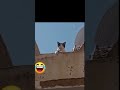 سلام عليكم Cat سلام عليكم Cat