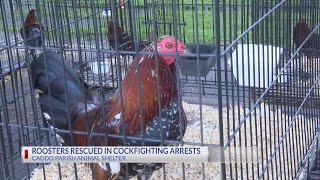 Two brothers arrested for cockfighting