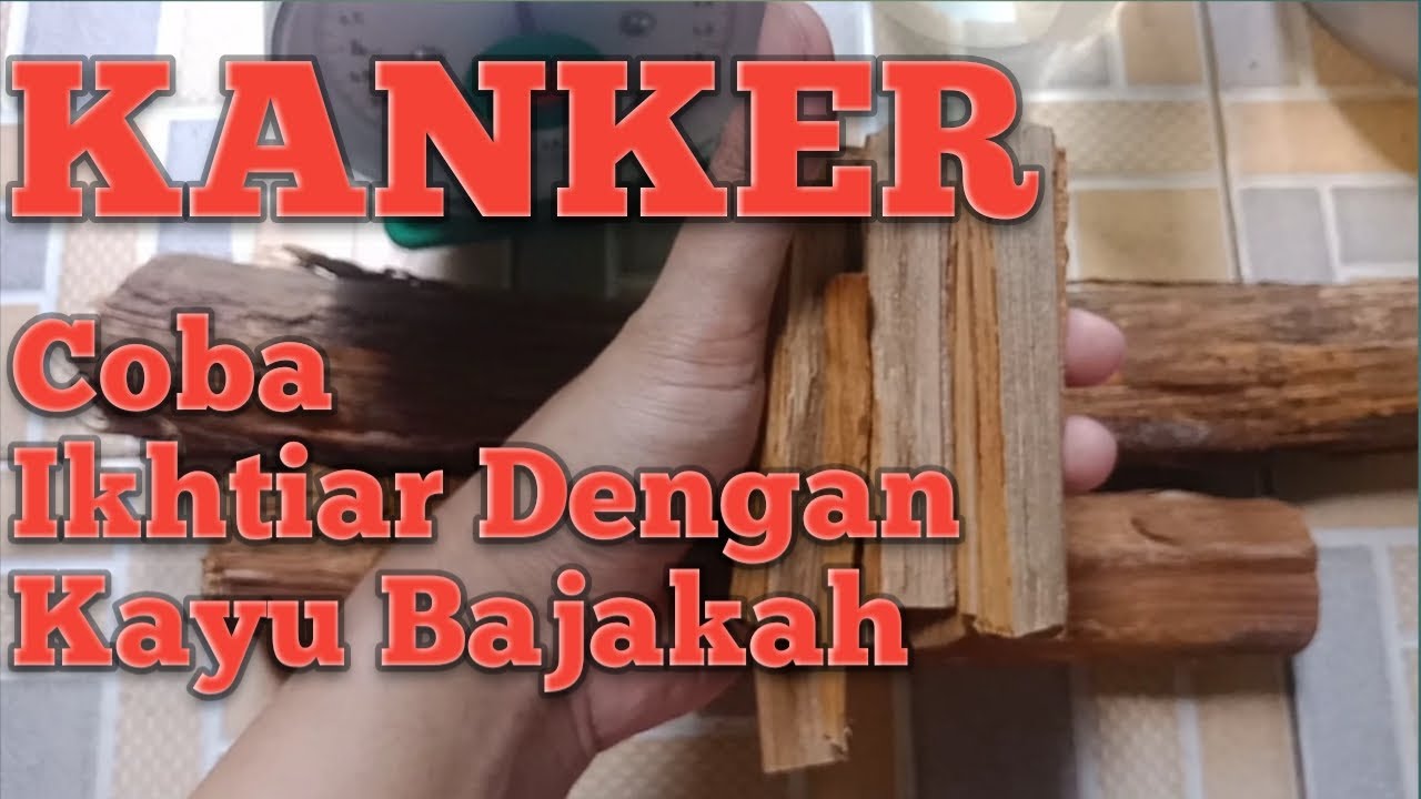  Kayu  bajakah asli  kalimantan Ikhtiar dengan kayu  bajakah 