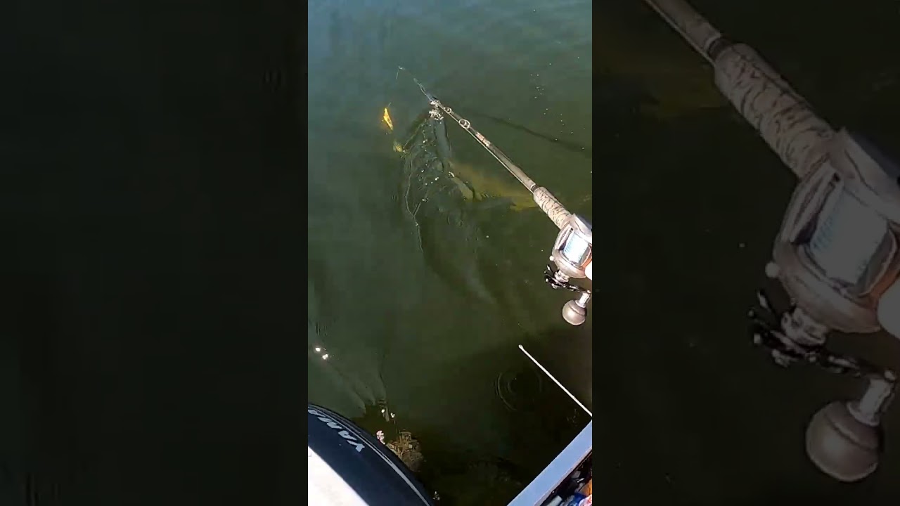 Awesome boatside musky strike with massive head shakes!  