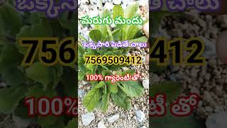 #Marugu Mandir training video YouTube channel marugu Mandu taiyar cheyadam ela#