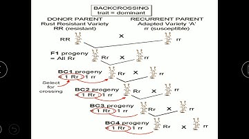 Backcross Method understanding | Transfer of trait governed by Dominant gene|