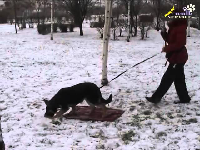 общая дрессировка собак общая дрессировка собак