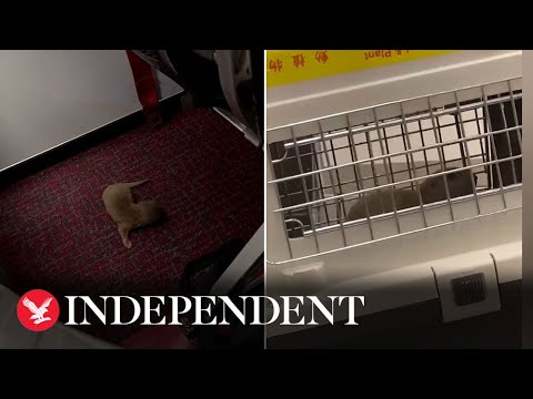 Rat and otter spark chaos on plane when they escape mid-flight