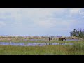horse day - matane FULL by saya Insert Song