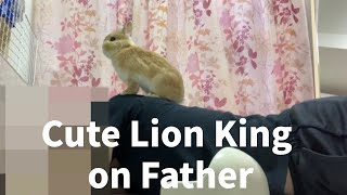 Cute Lion King on His Father