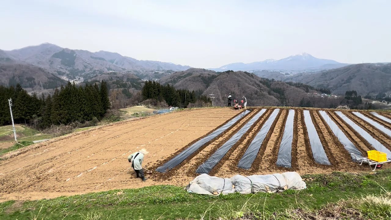 ピーマンマルチ貼り