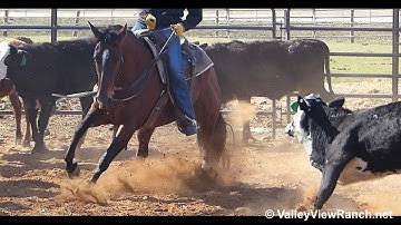 Thirdcuttingscdroyal***For info, price, etc., go to our website*** ValleyViewRanch.net