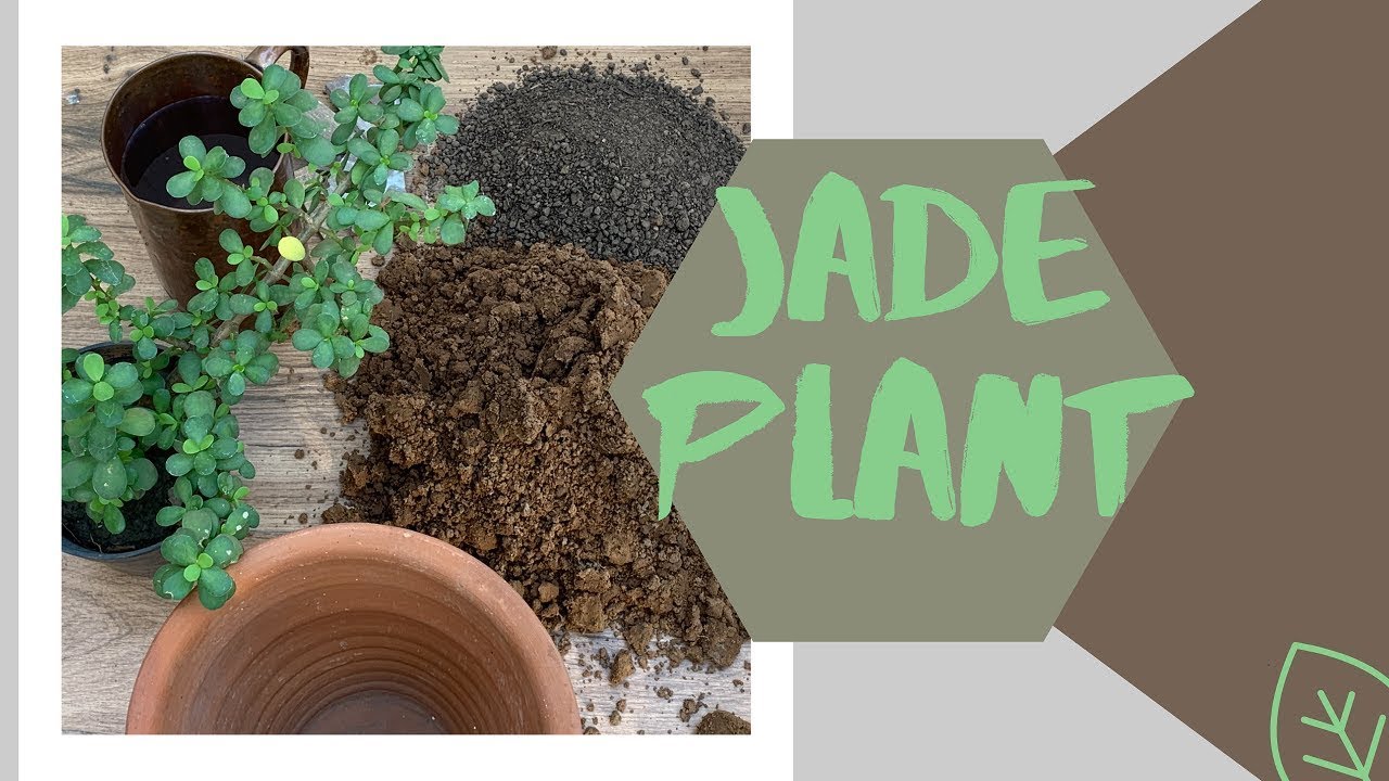 Jade Plant Care Tips! #easygrowingplant #luckyplant #plantforbeginners - YouTube