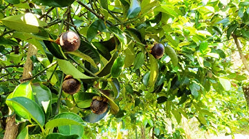 Bán vườn trái cây ĐẸP MÊ dày măng cụt sầu riêng mắc ca 1ha đất có 200m2 thổ cư giá lại rẻ ở Lâm Đồng