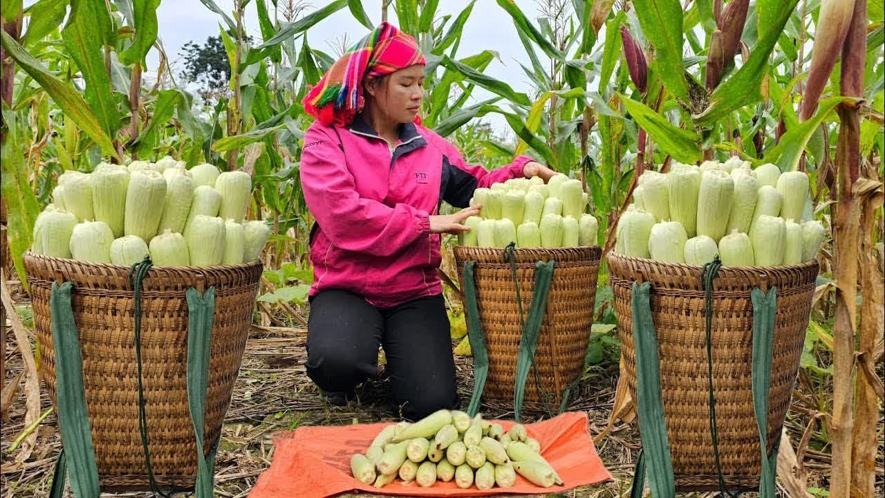 Single mother Harvests Fresh Corn to Sell at the Local Market | A Story ...