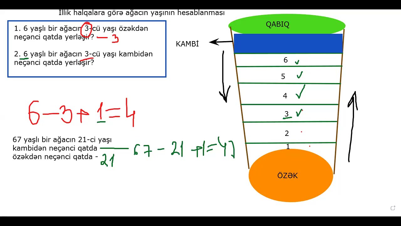İllik halqaya görə ağacın yaşının hesablanması