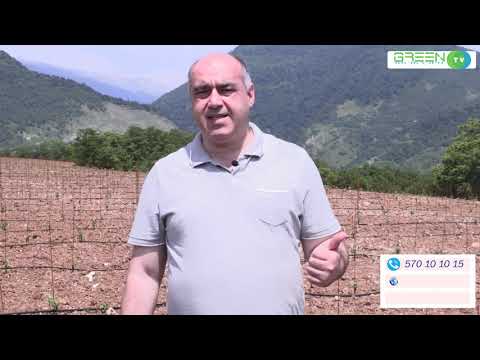 GREEN TV chkhenkeli ოჯალეშის ნერგები 11 06 2020