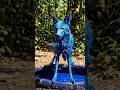 नीला सियार The Blue Jackal Story - Neela Siyar Kaise Bana Jungle Ka Raja?
