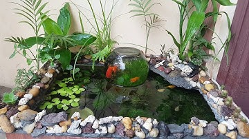 Bể cá úp ngược cập nhật sau 1 đợt nắng nóng. Cá khỏe, nước trong rong phát triển mạnh.