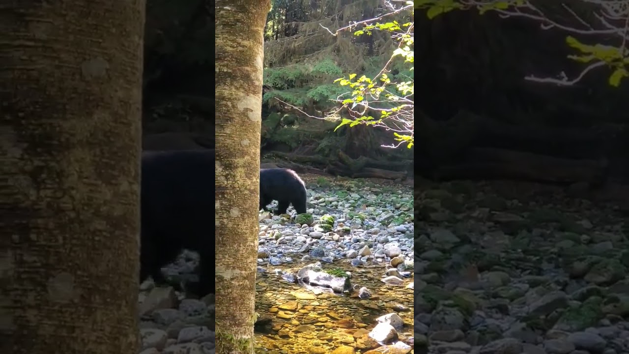 Fat blackbear passes by us - be very very quiet 🤫