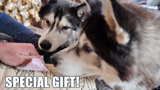 Husky Helps Me Make His Best Friends Gift! by Jodie Boo 40,628 views 4 months ago 12 minutes, 13 seconds