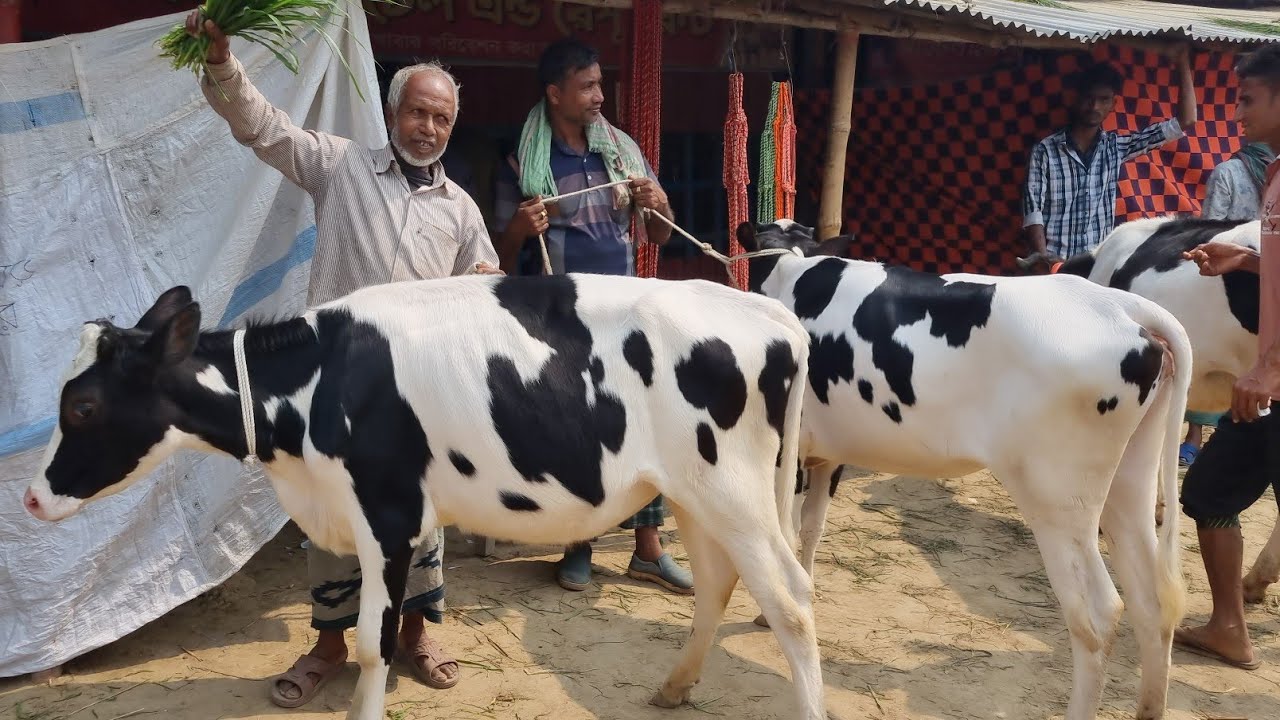 @আজ ২৬ ফেব্রুয়ারী ২৬ | ফ্রিজিয়ান বকনা বাছুর গরুর দাম | রানীগঞ্জ হাট | দিনাজপুর 