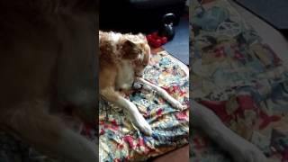 Salsa playing with activation toy ;) by SalsaTheBorzoi 498 views 6 years ago 1 minute, 29 seconds