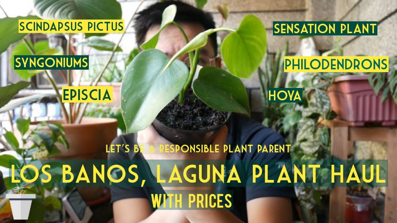 LOS BANOS, LAGUNA PLANT HAUL I How much does it cost? I How can we be a