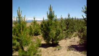 Plantación de Pinos