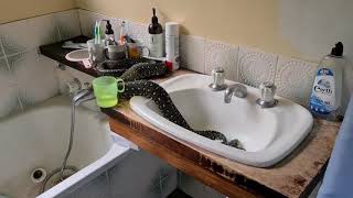 Un python retrouvé dans les toilettes en Australie