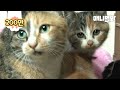 새끼를 낳고도 집 안에 숨겨둘 수밖에 없었던 어미 고양이의 사연ㅣCat Secretly Looked After Kittens Whom She Hid In The House