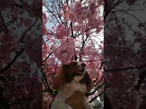 桜が綺麗だったのでキャバリアのりゅうちゃんとお花見