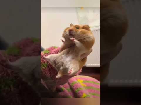 Руководство для пользователя: Как надуть хомяка 🐹 😁