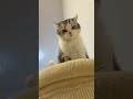 Disturbing Catty #catty #catvideos #cat #animalvideos #kitten #cutecat